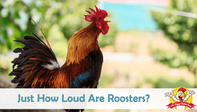 Free Rooster Crowing Sound Effect